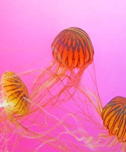 Brown And Black Jellyfishes Paint By Numbers