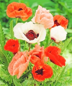 Poppy Colorful Flowers paint By Numbers