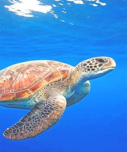 Sea Turtle Paint By numbers