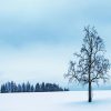 Tree Surrounded By Snow paint By Numbers