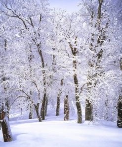 Trees Covered With Snow Paint By numbers