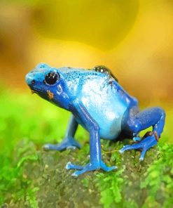 Blue Frog paint By Numbers