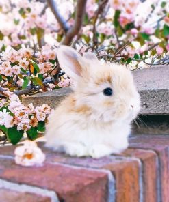 Cute Baby Angora Rabbit Paint By Numbers