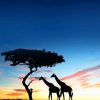 African Giraffes Silhouette adult paint by numbers