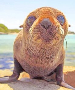 Baby Walrus paint by numbers