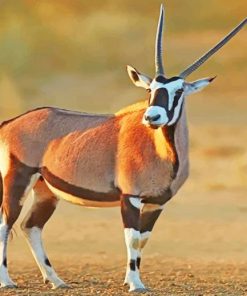 Beautiful Gemsbok paint by number