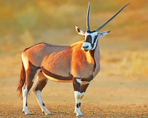 Beautiful Gemsbok paint by number