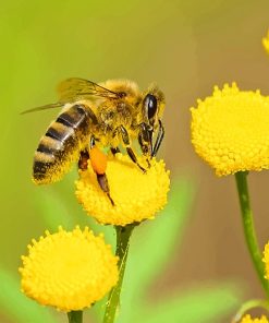 Bee on Yellow Flower adult paint by numbers