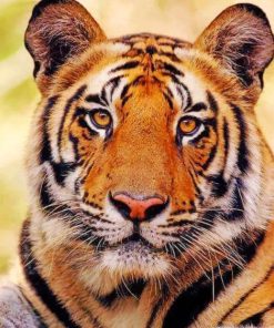 Bengal Tiger adult paint by numbers