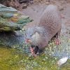 Black and Gray otter adult paint by numbers