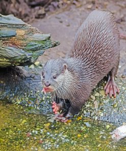 Black and Gray otter adult paint by numbers