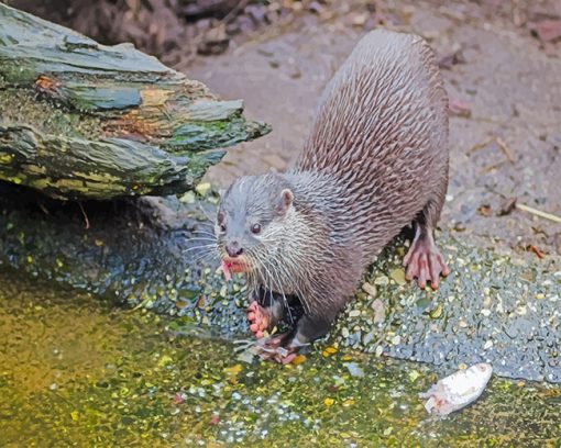 Black and Gray otter adult paint by numbers