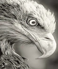 Black and white bald eagle adult paint by numbers