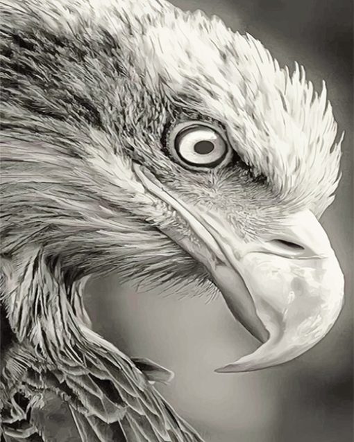 Black and white bald eagle adult paint by numbers