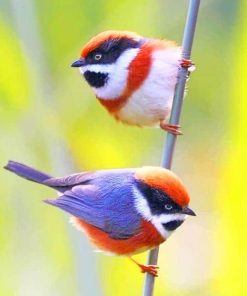 Black Throated Bushtit Paint By numbers