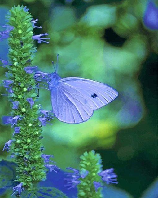 Blue cabbage butterfly adult paint by numbers