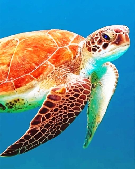 Brown sea turtle adult paint by numbers