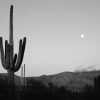 Cactus Moon Black And White adult paint by numbers