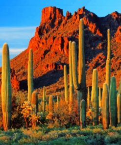 Cactus Near Mountain adult paint by numbers