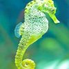 Cape seahorse adult paint by numbers