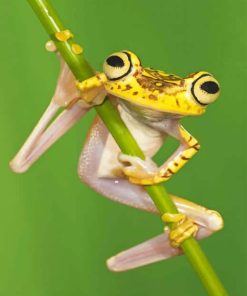 Chachi Tree Frog adult paint by numbers