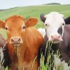 Cows Portrait paint by number