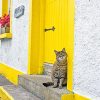 Cute kitty yellow door adult paint by numbers