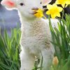 Cute Little Lamb paint by number