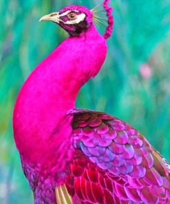 Dark Pink Peacock adult paint by numbers