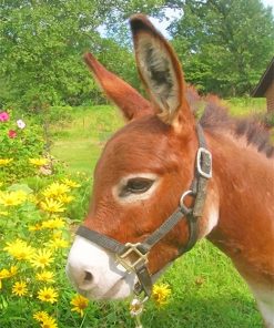 Donkey in flowers field adult paint by numbers