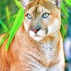 Florida Panther adult paint by numbers