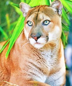 Florida Panther adult paint by numbers