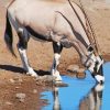 Gemsbok Drinking paint by number