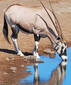 Gemsbok Drinking paint by number