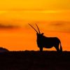 Gemsbok Silhouette paint by number