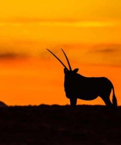 Gemsbok Silhouette paint by number