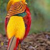 Golden Pheasant Bird adult paint by numbers