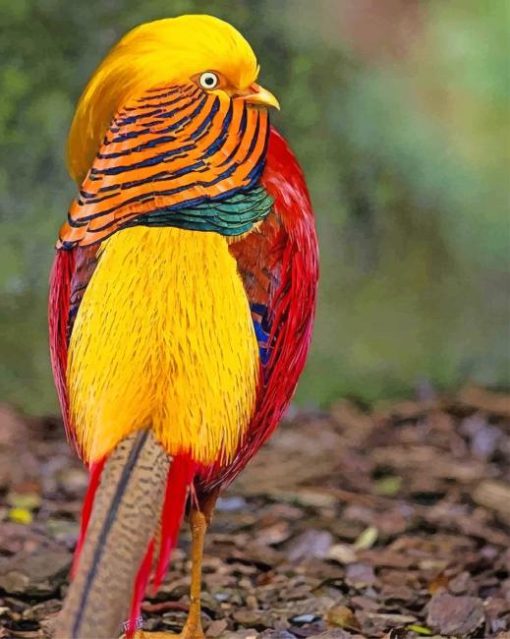 Golden Pheasant Bird adult paint by numbers