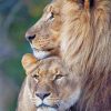 lion couple adult paint by numbers