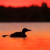 Loons Summer Sunset paint by number