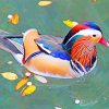 Mandarin Duck paint by number