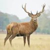 Red Deer adult paint by numbers