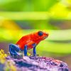 Red and Blue Frog adult paint by numbers