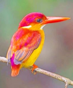 Rufous Backed Kingfisher adult paint by numbers