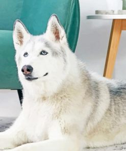 Siberian Husky paint by numbers