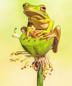 Squirrel Tree Frog adult paint by numbers