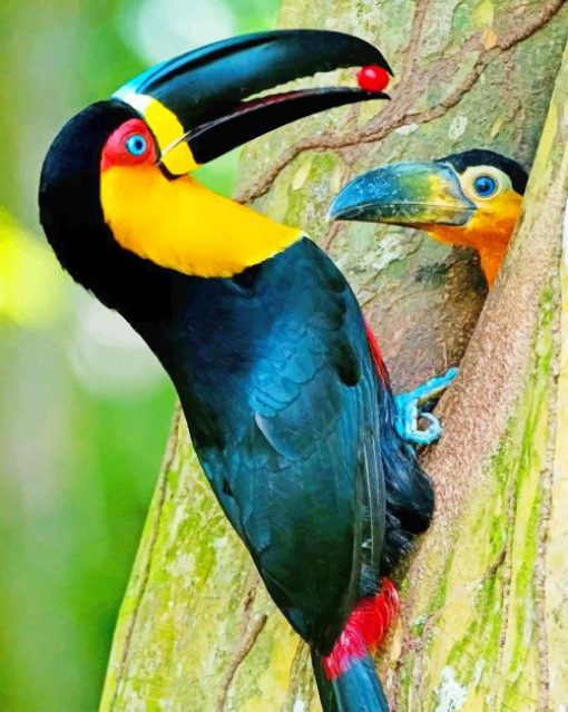 Toucan Baby adult paint by numbers