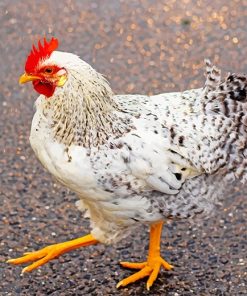 White and Black Chicken on Tarmac adult paint by numbers