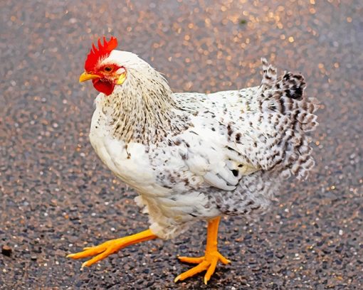 White and Black Chicken on Tarmac adult paint by numbers