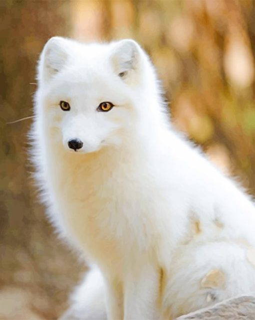 Baby Adorable Arctic Fox paint by number